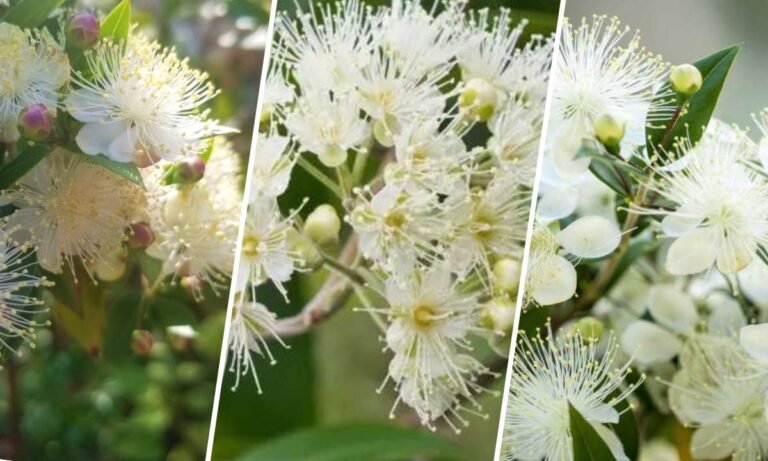 myrtle flower meaning