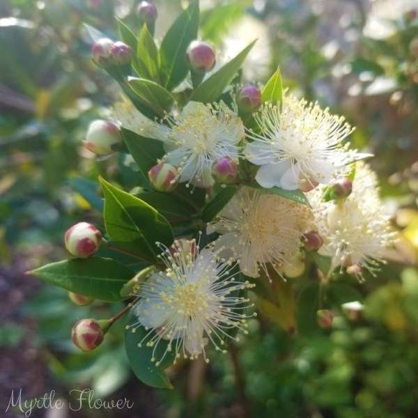 myrtle flower meaning