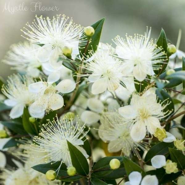 myrtle flower meaning