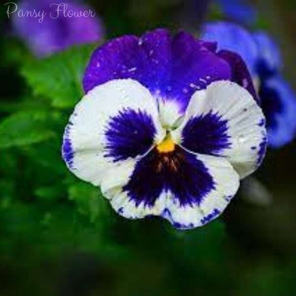 pansy flower meaning