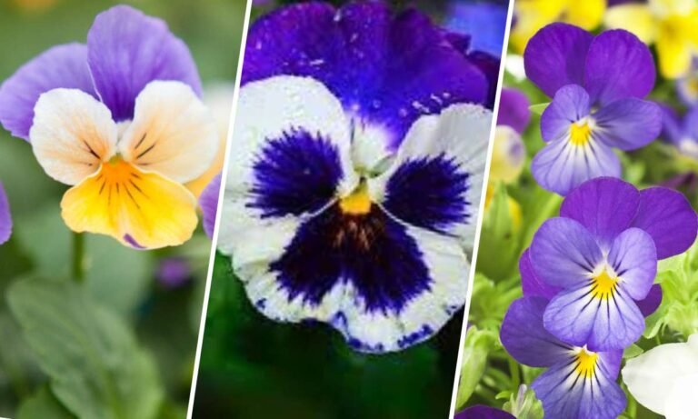 pansy flower meaning