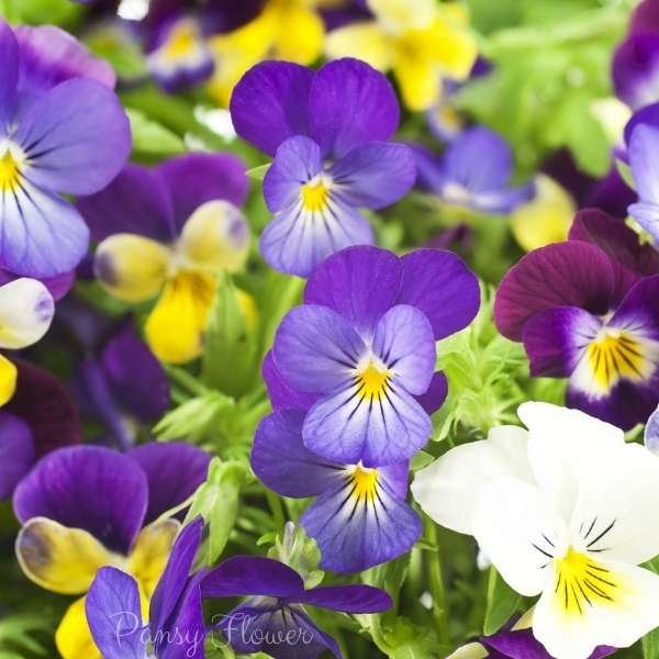 pansy flower meaning