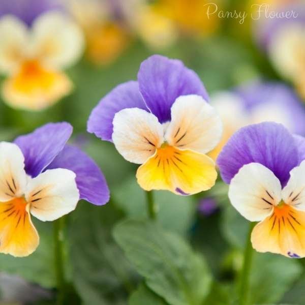 pansy flower meaning