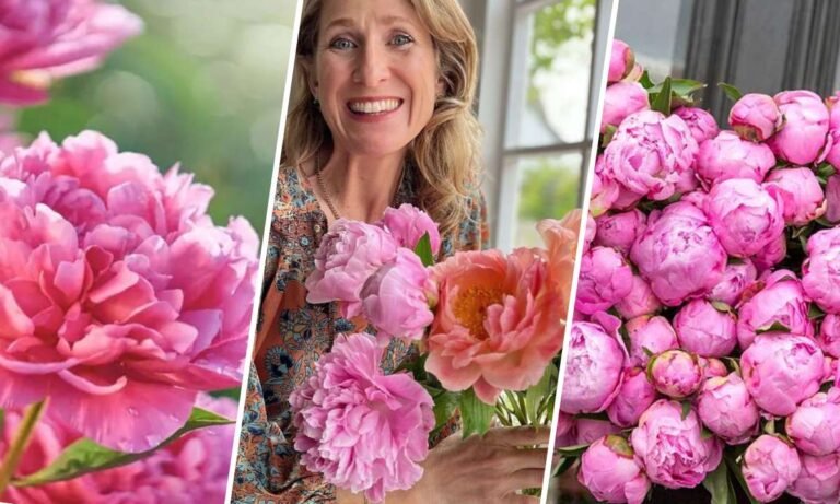 peonies flower meaning