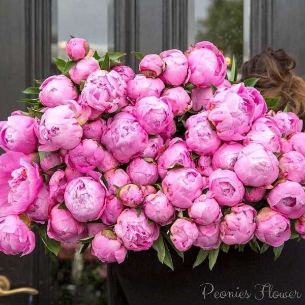 peonies flower meaning