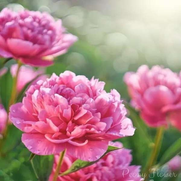 peony flower meaning