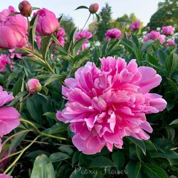 peony flower meaning