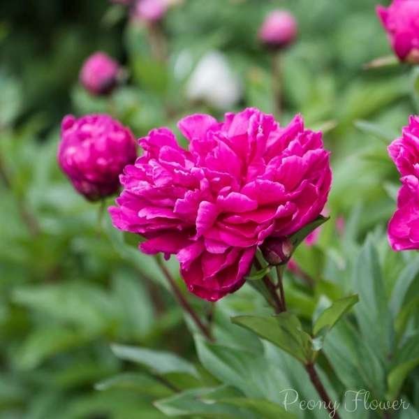 peony flower meaning
