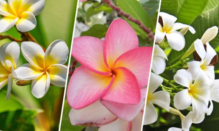 plumeria flower meaning