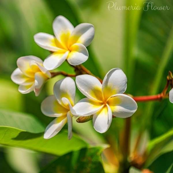 plumeria flower meaning