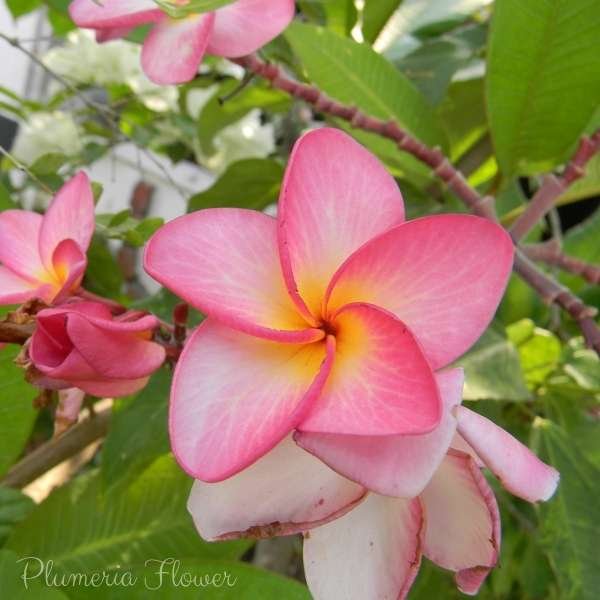 plumeria flower meaning