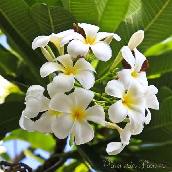 plumeria flower meaning