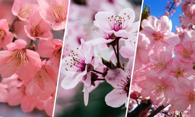 sakura flower meaning