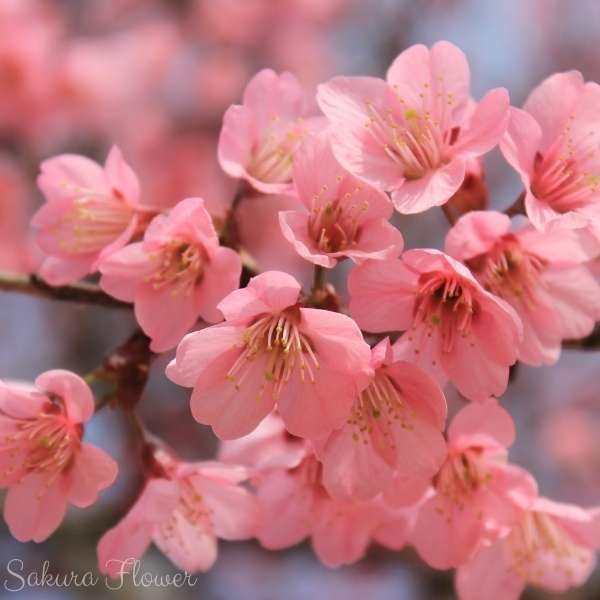sakura flower meaning