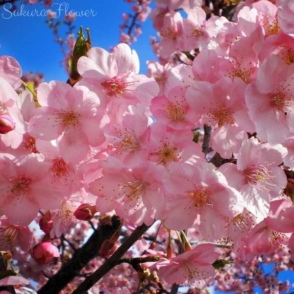 sakura flower meaning