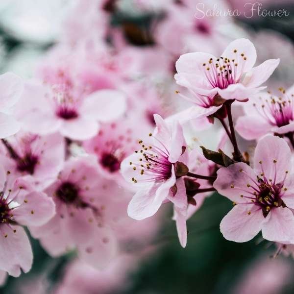 sakura flower meaning