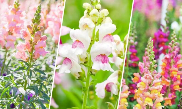 snapdragon flower meaning