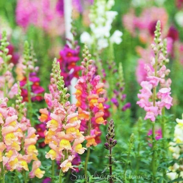 snapdragon flower meaning