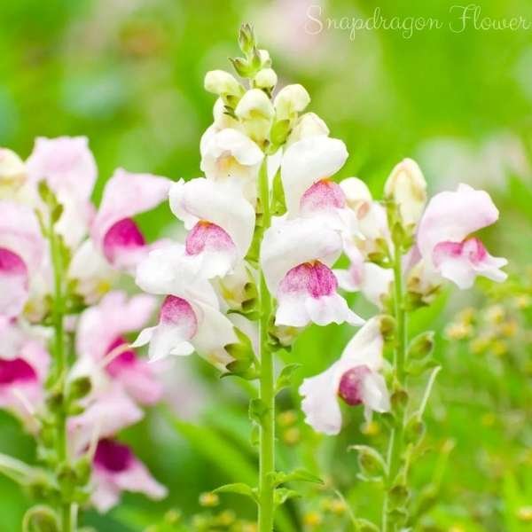 snapdragon flower meaning