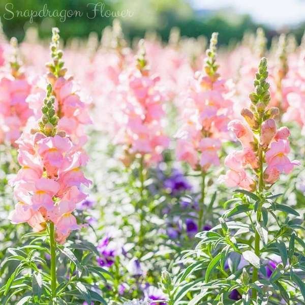 snapdragon flower meaning