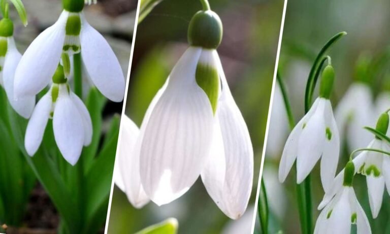 snowdrop flower meaning