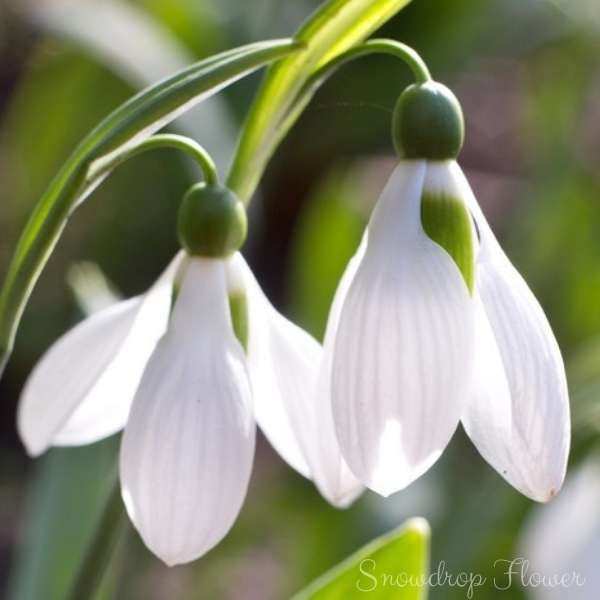 snowdrop flower meaning