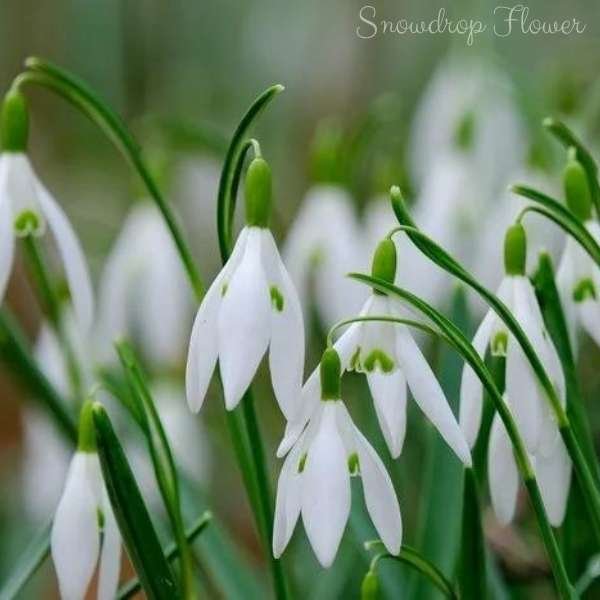 snowdrop flower meaning