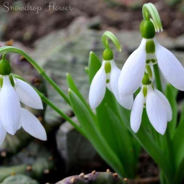 snowdrop flower meaning