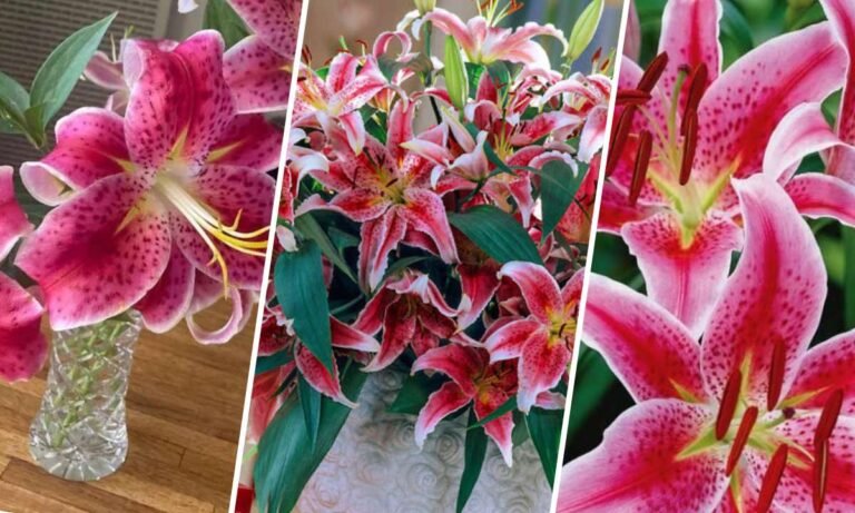 stargazer lily flower meaning