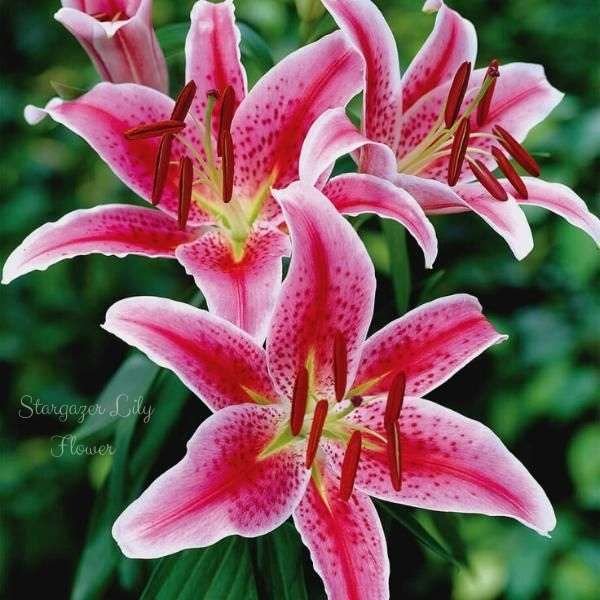 stargazer lily flower meaning