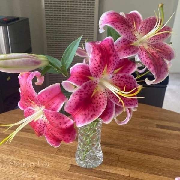 stargazer lily flower meaning