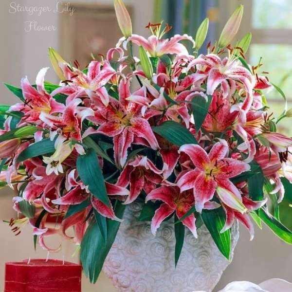 stargazer lily flower meaning