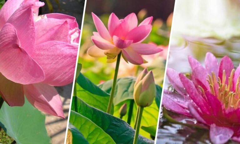 strength lotus flower meaning