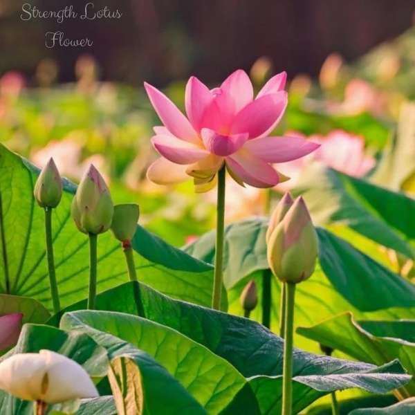 strength lotus flower meaning