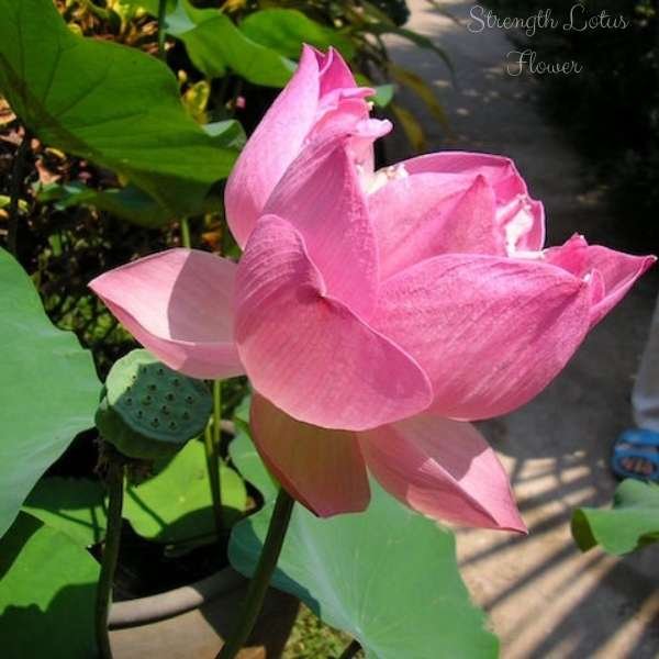 strength lotus flower meaning