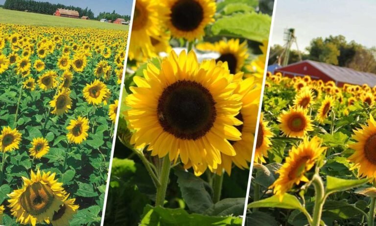 sunflower flower meaning