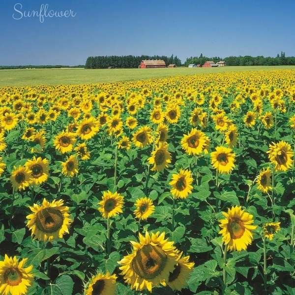 sunflower flower meaning
