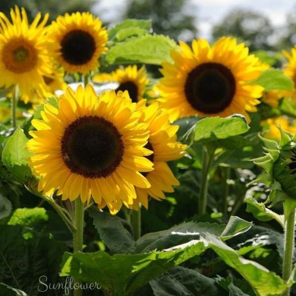 sunflower flower meaning