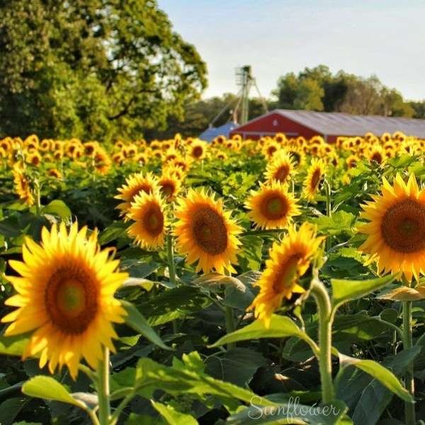 sunflower flower meaning