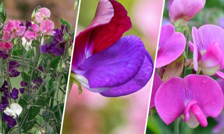 sweet pea flower meaning