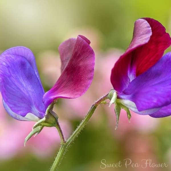 sweet pea flower meaning