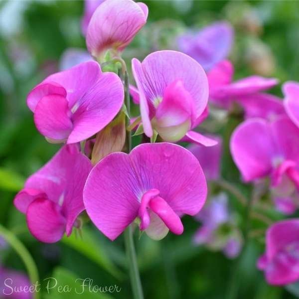 sweet pea flower meaning