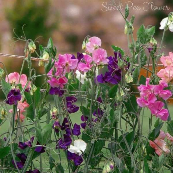 sweet pea flower meaning