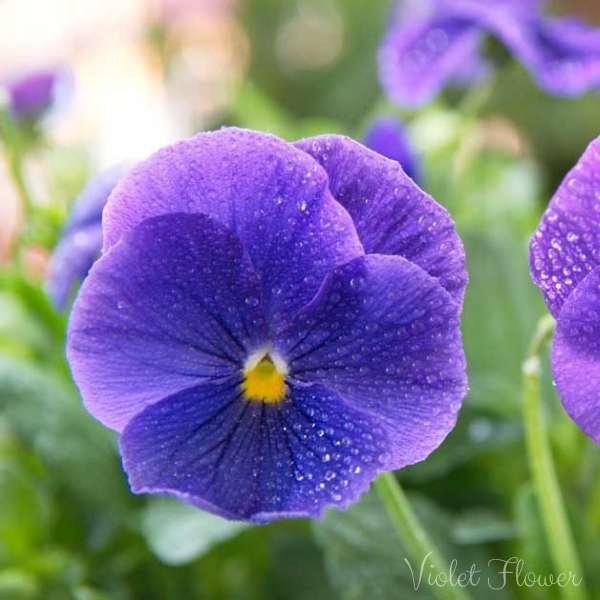 violet flower meaning