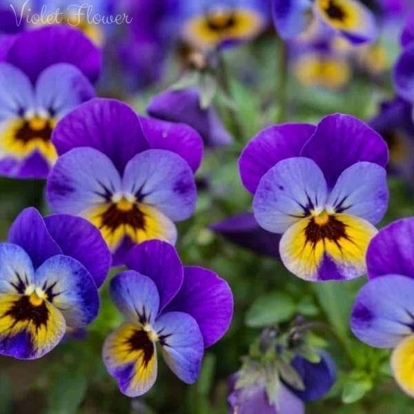 violet flower meaning