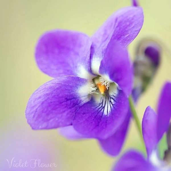 violet flower meaning
