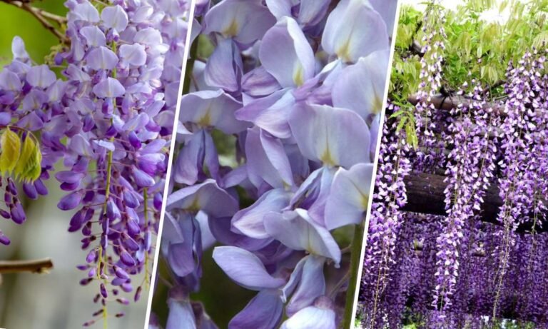 wisteria flower meaning