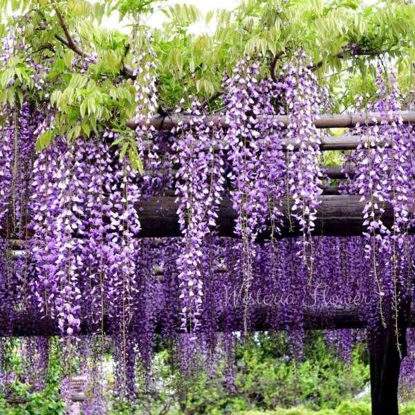 wisteria flower meaning