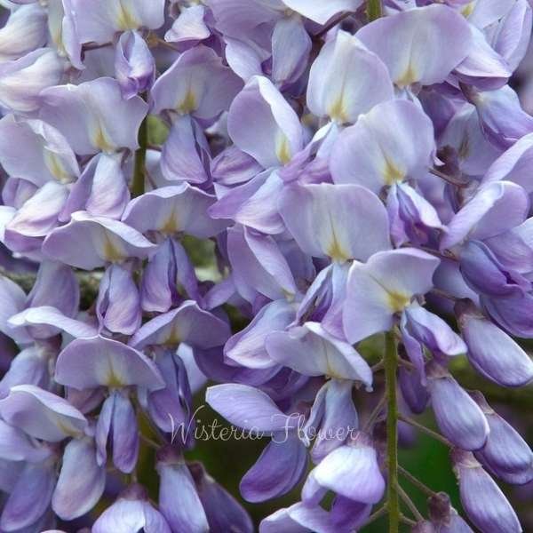 wisteria flower meaning