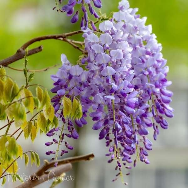 wisteria flower meaning